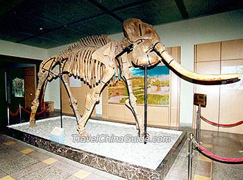 A framework of an elephant in the Gansu Provincial Museum